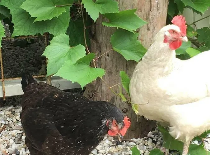 Cosy & Natural Cottage With Fireplace And Garden Casa de Férias *